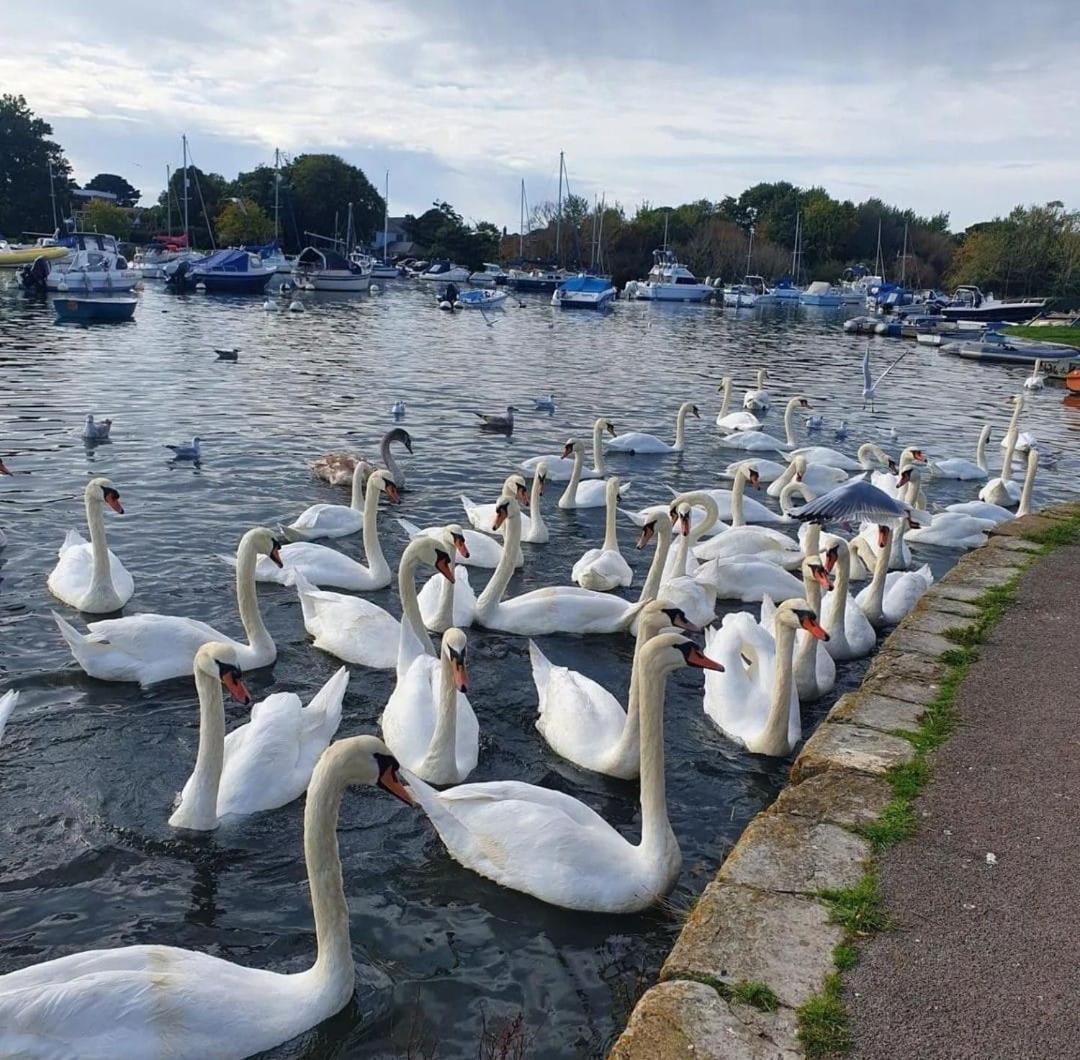 基督城Mudeford Swans公寓 外观 照片